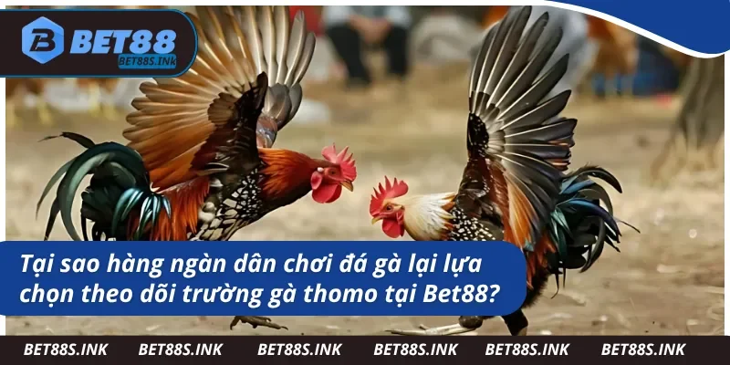 Ưu điểm vượt trội của địa chỉ trường gà thomo tại Bet88 giữ vô vàn nhà cái ngoài kia