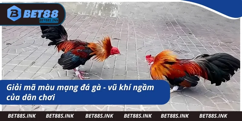 Màu mạng đá gà và những điều thú vị về nó