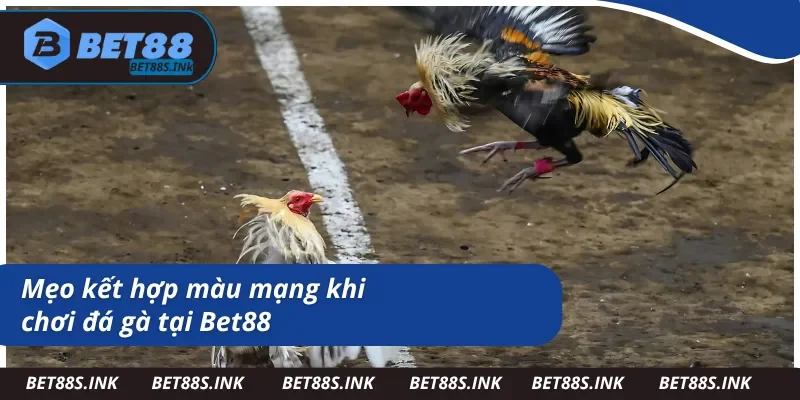 Cách vận dụng màu mạng đá gà mà bạn không thể bỏ qua
